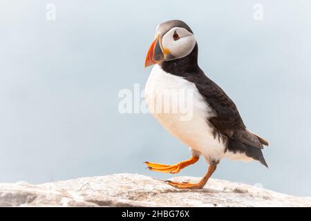 Über die Spitze der weißen Felsen geht ein erwachsener Papageientaucher (Fratercula arctica) Stockfoto
