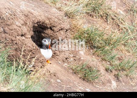 Im Eingang des alten Kaninchenbaus sitzt der neue Bewohner, der Erwachsene Papageientaucher (Fratercula arctica) Stockfoto
