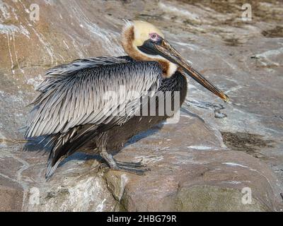 pelican aufgenommen auf einem Felsen. Großer Seevögelling mit reich strukturiertem Gefieder. Vogel im Porträt. Stockfoto