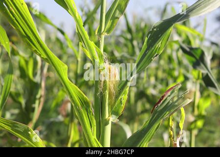 Nahaufnahme des ökologischen Maisanbaus und der Aufzucht von rohen Maisfrüchten in der Maisfarm Stockfoto