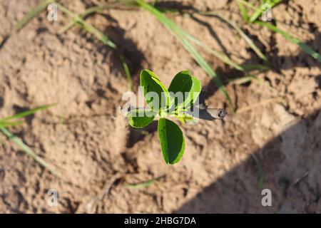 Nahaufnahme der kleinen Zitronenpflanze, die im Garten wächst Stockfoto