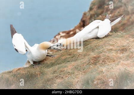 Ein Paar Tölpel (Morus bassanus) kämpft auf den Klippen von Bempton Cliffs in Yorkshire um den Weltraum Stockfoto