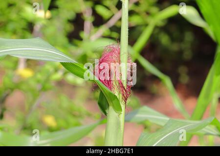 Nahaufnahme des Anbaus der Früchte von rohem Mais auf der Maisernte auf dem Feld Stockfoto