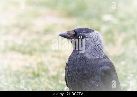 Nahaufnahme einer Jackdaw (Coloeus monedula), die im Grasland bei Bempton Cliffs sitzt Stockfoto