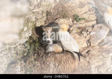 Das Gannet (Morus bassanus) Küken sitzt geschützt von einem seiner Eltern auf dem Nest auf den Klippen bei Bempton Stockfoto