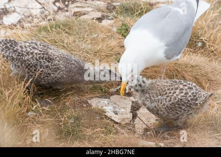 Eine ausgewachsene Heringmöwe (Larus argentatus) füttert ihre beiden Küken auf frisch gefangenen Fischknochen auf einer Klippe in Yorkshire Stockfoto