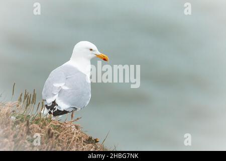 Eine ausgewachsene Heringmöwe (Larus argentatus) steht auf der Klippe von Bempton Cliffs in Yorkshire und blickt auf die Nordsee Stockfoto