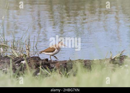 Der gemeine Sandpiper (Actitis hypoleucos) spaziert entlang des Gloucestershire Sees Stockfoto