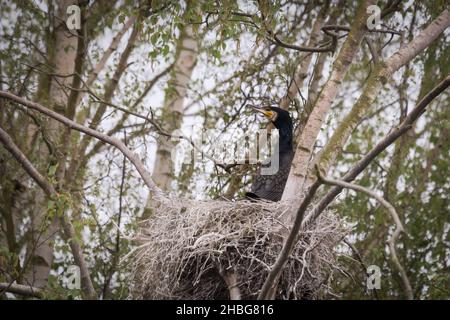 Ein Koromorant (Phalacrocorax carbo) sitzt auf seinem Nest in den Bäumen in einem Cambridgeshire Naturschutzgebiet des Großen Fens Stockfoto