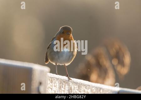 Kalte Füße gehören dazu, ein Vogel zu sein, wie dieses Rotkehlchen (Erithacus rubecula) zeigt, das auf einem gefrorenen Zaun sitzt Stockfoto