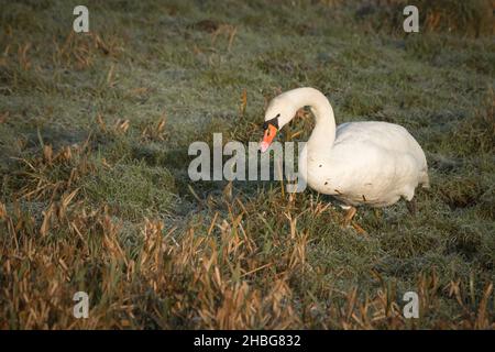 Ein stummer Schwan (Cyngus olor) ernährt sich vom frostbedeckten Gras eines Suffolk-Naturschutzgebietes Stockfoto