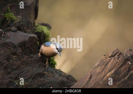 Nuthatch (Sitta europea) hüpft entlang eines umgestürzten Baumstamms auf der Suche nach Winterfutter in einem Suffolk-Wald Stockfoto