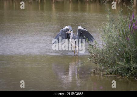 Nach der Landung in einem Suffolk-See legt der Graureiher (Ardea cinearea) seine riesigen Flügel bei Lackford Lakes, Suffolk, weg Stockfoto