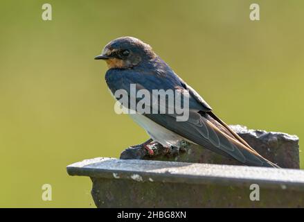 Junge Scheune schlingt Küken (hirundo rustica) posiert im Hinterlicht auf Flechten bedeckt Metall-Konstruktion Stockfoto