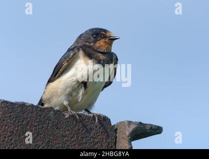 Die junge Schwalbe (hirundo rustica) sitzt auf einer Metallkonstruktion über dem blauen Himmel und wartet auf die Eltern Stockfoto