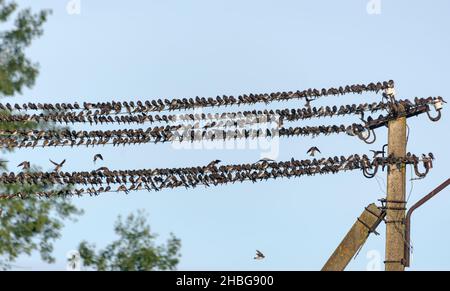 Vor dem Herbstzug ruht eine sehr große Schwalben- und sandschwalben-herde (Riparia riparia) auf Drähten Stockfoto