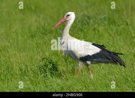 Der Erwachsene Weißstorch (Ciconia ciconia) wandert im tiefen und hohen, üppigen Sommergras Stockfoto