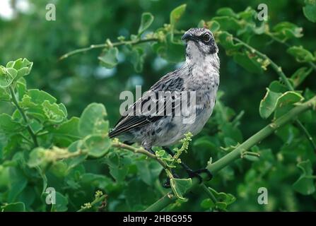 Der Galápagos-Mockingbird (Mimus parvulus) ist eine Vogelart aus der Familie Mimidae. Sie ist endemisch auf den Galápagos-Inseln, Ecuador. Stockfoto