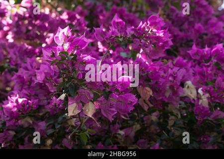 Kahle Drillingsblume, Bougainvillee, Bougainvillie, Bougainville, Drillingsblume, Kletterpflanze eine Fassade, Fassadenbegrünung, Bougainvillea glabra, Stockfoto