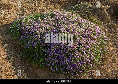 Thymus Capitatus (syn Thymbra Capitata) ist ein kompakter, verholzender mehrjähriger, heimischer, im mediterranen Europa und in der Türkei heimischer, häufiger auch als Conehead Thymian bekannt Stockfoto