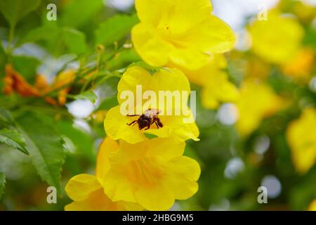 Eine Biene, die im Garten auf dem gelben Holunder sitzt Stockfoto