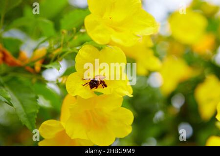 Eine Biene, die im Garten auf dem gelben Holunder sitzt Stockfoto