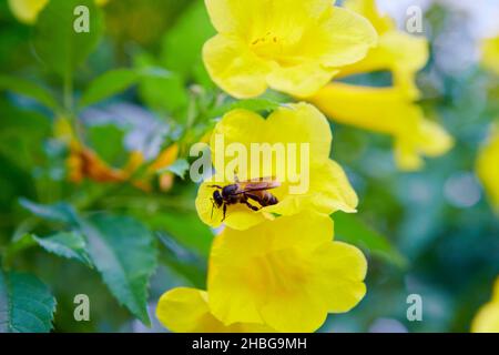 Eine Biene, die im Garten auf dem gelben Holunder sitzt Stockfoto