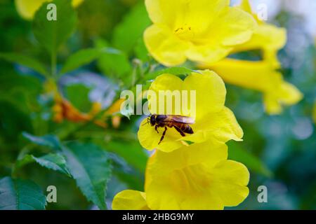 Eine Biene, die im Garten auf dem gelben Holunder sitzt Stockfoto