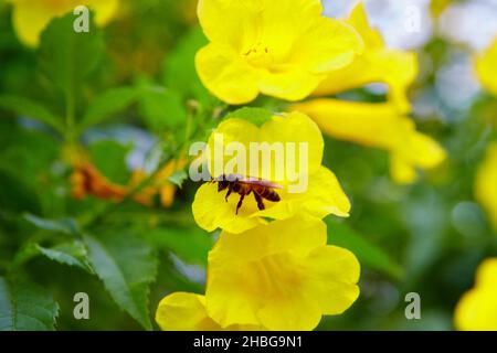 Eine Biene, die im Garten auf dem gelben Holunder sitzt Stockfoto