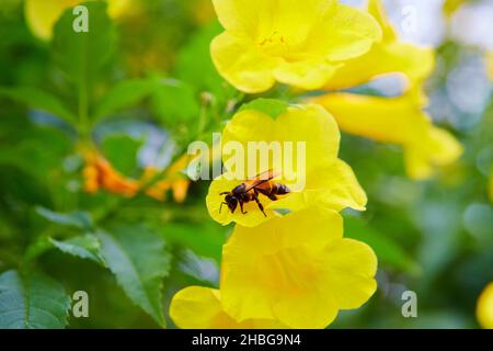 Eine Biene, die im Garten auf dem gelben Holunder sitzt Stockfoto