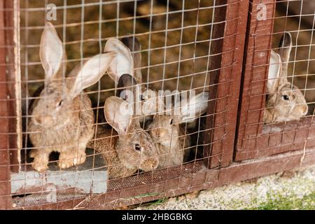 Häusliche pelzige rote und graue Bauernhof Kaninchen Hase hinter den Riegel des Käfigs auf der Tierfarm, Viehfutter Tiere wachsen im Käfig Stockfoto