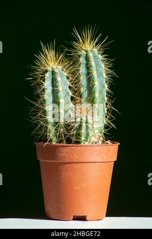 Eine kleine Pflanze eines Kaktus, pilosocereus pachycladus in einem Topf für die Innendekoration. Vertikales Bild, dunkler Hintergrund, selektiver Fokus Stockfoto