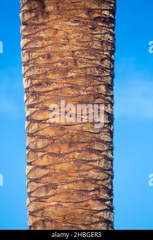 Ein Detail des Stammes einer kürzlich beschnitenen Palme, Phoenix canariensis mit blauem Himmel an einem sonnigen Tag. Arecaceae. Liliopsida. Vertikale Fotografie Stockfoto