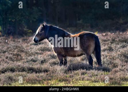 exmoor-Pony auf knettishall Heide, suffolk, england, großbritannien Stockfoto