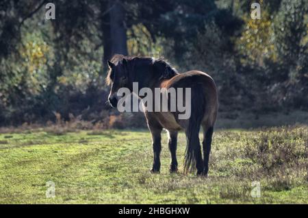 exmoor-Pony auf knettishall Heide, suffolk, england, großbritannien Stockfoto