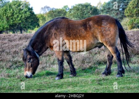 exmoor-Pony auf knettishall Heide, suffolk, england, großbritannien Stockfoto