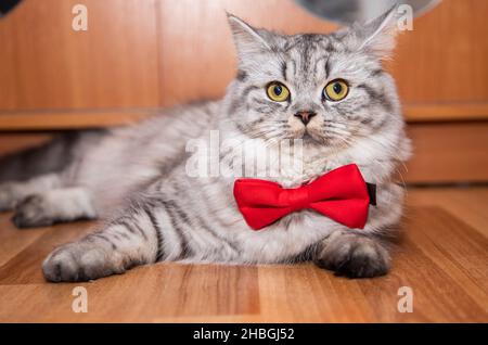 Niedliche Perserkatze mit roter Fliege sitzt zu Hause auf dem Boden Stockfoto