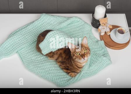 Eine wunderschöne goldene Bengalkatze ruht auf einem Pullover im Raum. Top-Viev. Stockfoto