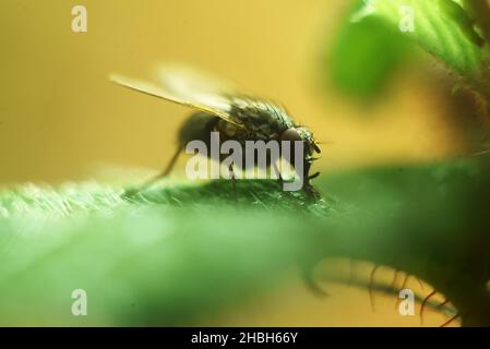 Exotische Fruchtfliege Drosophila Diptera Insekt auf Anlage Stockfoto