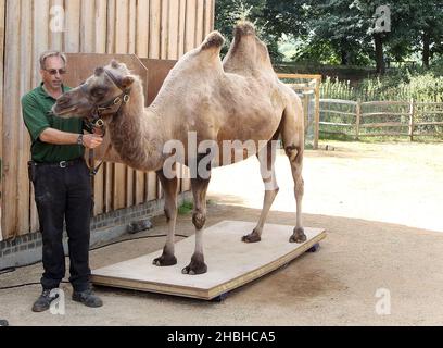 Gengkis, der Camel, steht auf einer Reihe elektronischer Waagen während der jährlichen Bestandsaufnahme von Gewichten und Größen im London Zoo im Regents Park im Zentrum von London. Stockfoto