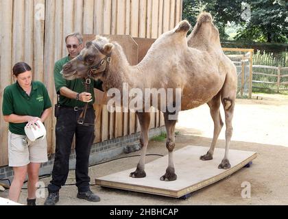 Gengkis, der Camel, steht auf einer Reihe elektronischer Waagen während der jährlichen Bestandsaufnahme von Gewichten und Größen im London Zoo im Regents Park im Zentrum von London. Stockfoto