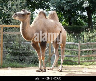 Gengkis, der Kamel während der jährlichen Bestandsaufnahme von Gewichten und Größen, im London Zoo im Regents Park im Zentrum von London. Stockfoto