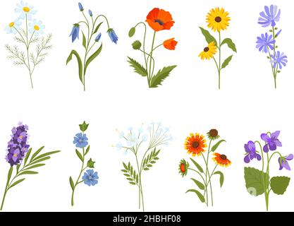 Blühende Wildblumen, Kamille, Mohn, Veilchen, Lavendel und Bluebell. Botanische Heilpflanzen, Wiesenkräuter und Feldsträucher Vektorset Stock Vektor