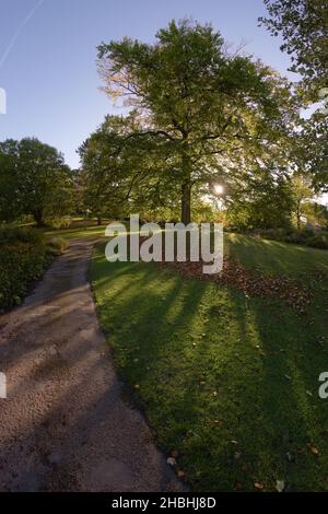 Fischperspektive auf das im Herbst in den botanischen Gärten von sheffield strahlende Sonnenlicht. Weitwinkelbild mit Baum, Blättern und Pfad Stockfoto