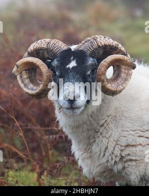 Blackface Schaf Portrait - Schottland, UK Stockfoto