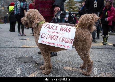 Toronto, Kanada - 29. November 2015: Haustier mit Zeichen in globaler Klimamarsch in Toronto. Hunderte marschieren und fordern die Regierung auf, tatsächlich gegen die Emissionen zu handeln Stockfoto