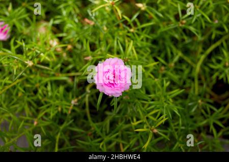 Rosa Gemeine Purslane Bloomin auf grünen Blättern Stockfoto