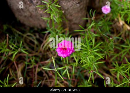 Rosa Gemeine Purslane Bloomin auf grünen Blättern Stockfoto