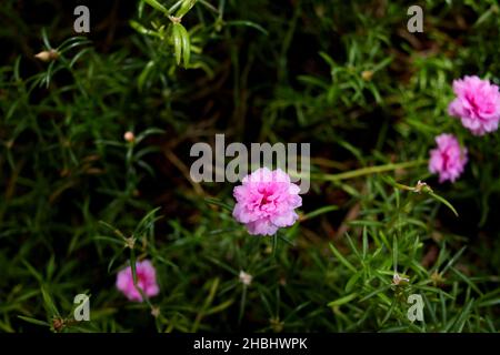 Rosa Gemeine Purslane Bloomin auf grünen Blättern Stockfoto