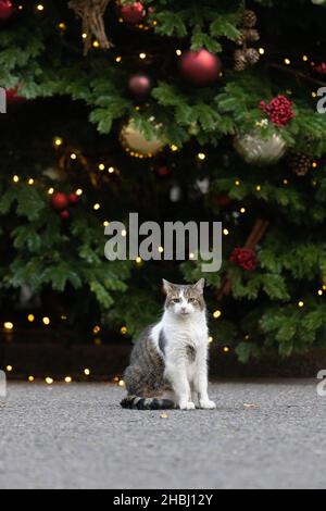 Larry, die Nummer 10 Downing Street Katze, posiert neben dem Weihnachtsbaum vor dem britischen Premierminister-Wohnsitz in Whitehall, London, Großbritannien Stockfoto
